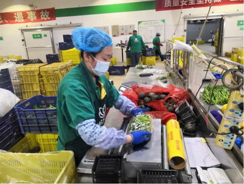 苗菜當家顯身手 春季采后管理助力都市農業與旅游新體驗